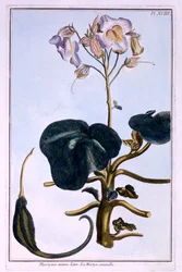 Proboscis blomst